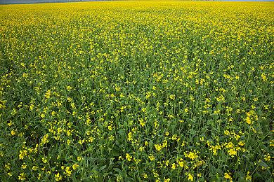 《光·遇》动画剧《Sky: The Two Embers》新预告